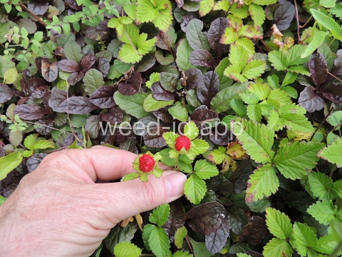 mockstrawberry, Indian